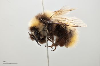 Media type: image;   Entomology 810728 Aspect: habitus lateral view